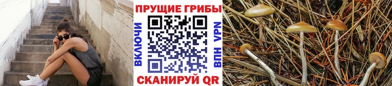 MEGA маркетплейс Томск Псилоцибиновые грибы Cubensis